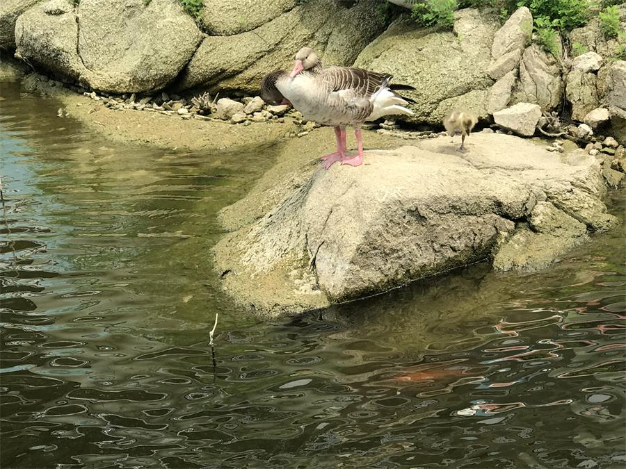 天鵝湖風(fēng)景區(qū)（泰山）速覽！(圖15)